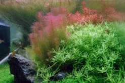 1-2-GROW! Rotes Mooskraut / Rotala Wallichii