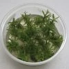 XL In-Vitro Pogostemon Yatabeanus (Eusteralis Yatabeana)