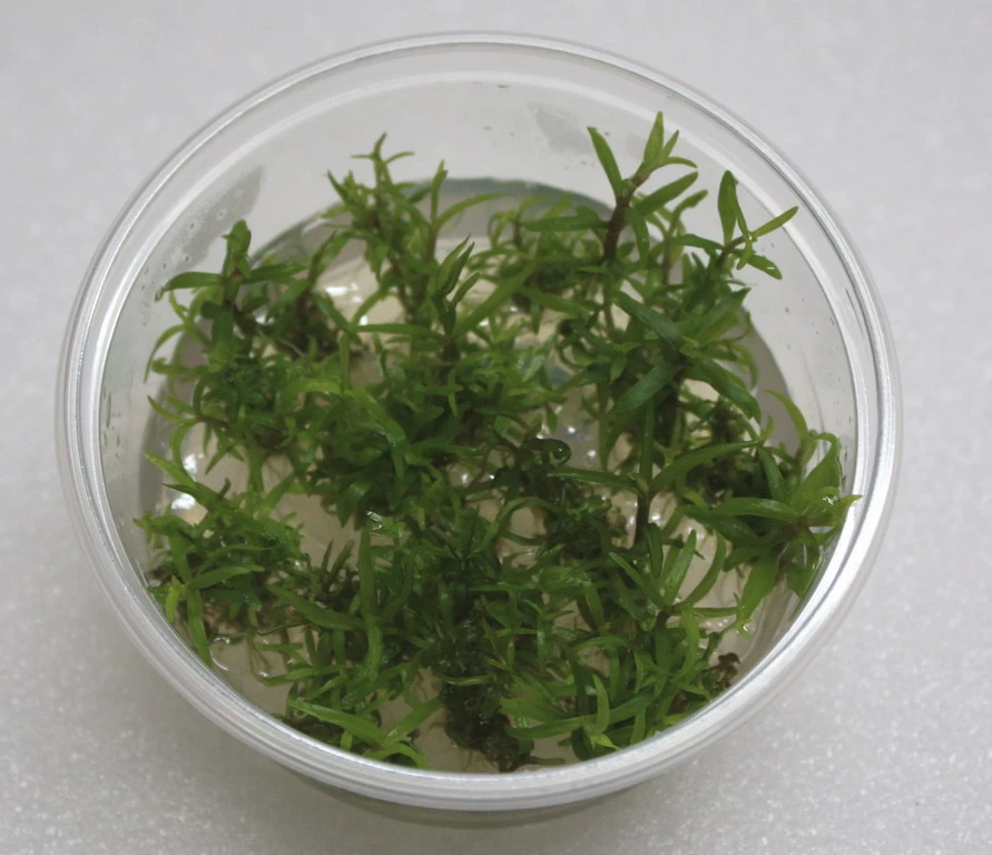 XL In-Vitro Pogostemon Yatabeanus (Eusteralis Yatabeana) 1 XL In-Vitro Pogostemon Yatabeanus (Eusteralis Yatabeana)