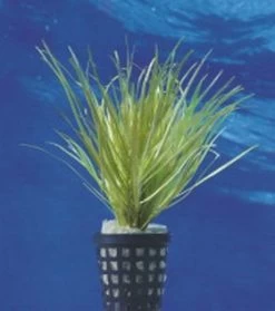 Japanisches Oder Kleines Fadenkraut / Blyxa Japonica Im Topf