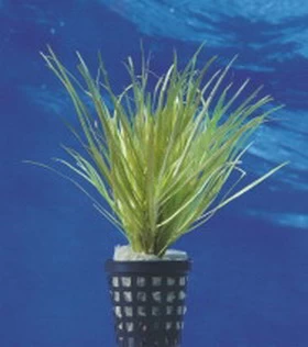 Japanisches Oder Kleines Fadenkraut / Blyxa Japonica Im Topf 1 Japanisches Oder Kleines Fadenkraut / Blyxa Japonica Im Topf