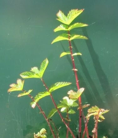 Wiesenkönigin, Weiß - Echtes Mädesüß - Spierstaude / Filipendula Ulmaria Im 9x9 Cm Topf 1 Wiesenkönigin, Weiß - Echtes Mädesüß - Spierstaude / Filipendula Ulmaria Im 9x9 Cm Topf