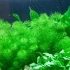 1-2-GROW! Guyana-Tausendblatt / Myriophyllum 'Guyana'