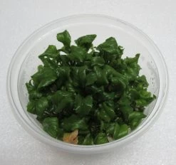 XL In-Vitro Wassermeerrettich / Rorippa Aquatica