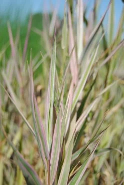 Buntlaubiger-Gebänderter Wasserschwaden / Glyceria Maxima 'Variegata' Im 9x9 Cm Topf