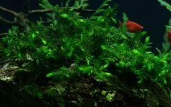 1 - 2-GROW! Quellmoos - Willow Moss / Fontinalis Antipyretica