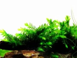 1 - 2-GROW! Quellmoos - Willow Moss / Fontinalis Antipyretica 5 1 - 2-GROW! Quellmoos - Willow Moss / Fontinalis Antipyretica -Qualitätsgeschäft Für Garten Und Outdoor 3FTC T 1 5