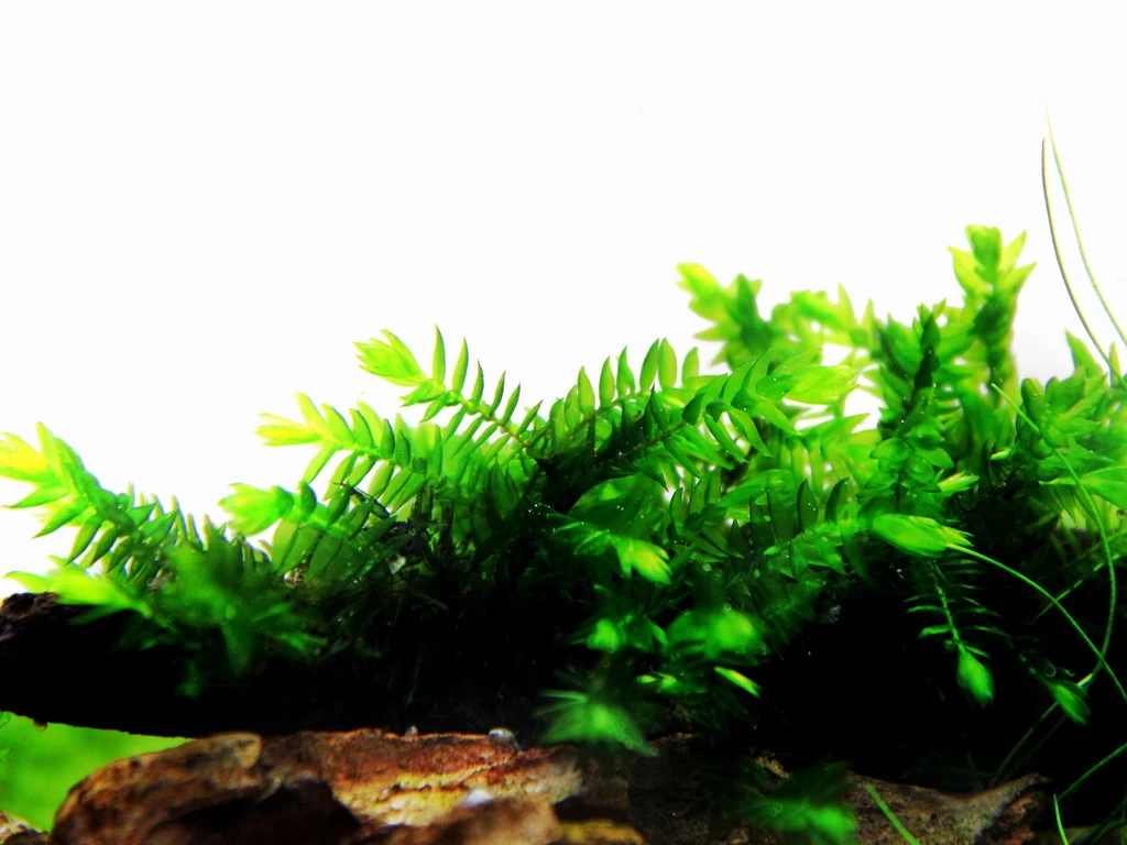 1 - 2-GROW! Quellmoos - Willow Moss / Fontinalis Antipyretica 3 1 - 2-GROW! Quellmoos - Willow Moss / Fontinalis Antipyretica – Bild 3