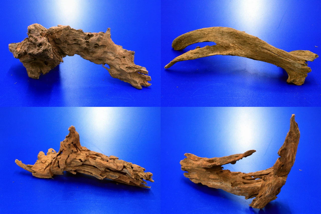 Mangroven-Wurzel Gr. M / 20 - 30 Cm Mangrovenholz 1 Mangroven-Wurzel Gr. M / 20 - 30 Cm Mangrovenholz