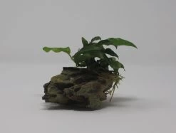 Drachenstein Gr. S Mit Zwergspeerblatt / Anubias Bart. Var. Nana Auf Künstlichem Comb Stone