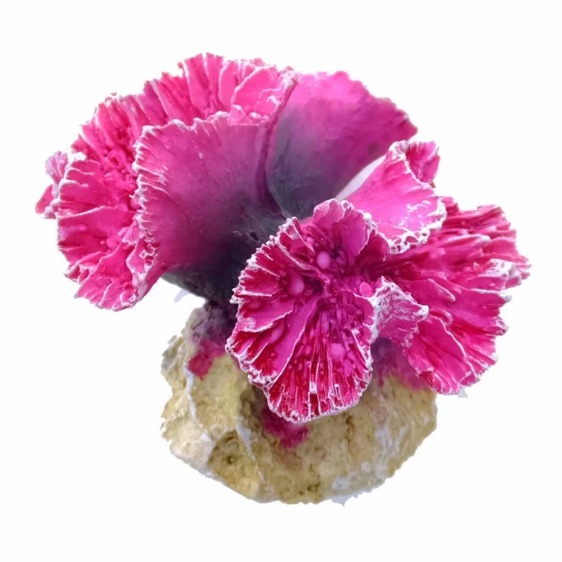 Violette Steinkoralle, Symphyllia Coral S, Klein Ca. 9,5 X 7,7 X 7 Cm 1 Violette Steinkoralle, Symphyllia Coral S, Klein Ca. 9,5 X 7,7 X 7 Cm