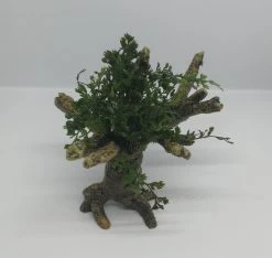 Mini Bolbitis-Bäumchen Mit Baumkrone / Urwaldbaum NANO Mit Bolbitis (heteroclita) Difformis