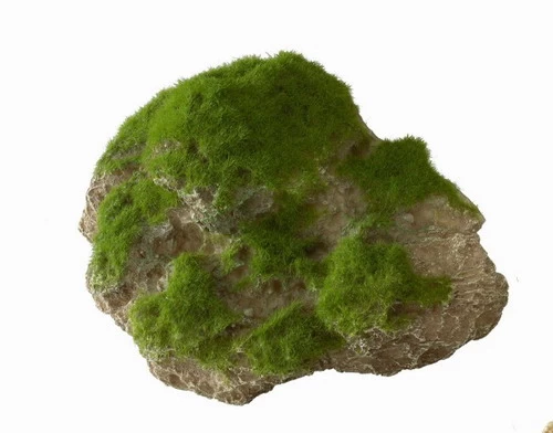 Moss Stone - M - Ca. 16 X 11 X 11 Cm - Mit Saugnapf 1 Moss Stone - M - Ca. 16 X 11 X 11 Cm - Mit Saugnapf