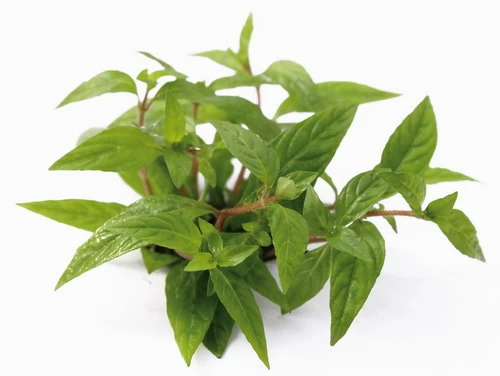 XL In-Vitro Staurogyne Spec. 'Porto Velho' 1 XL In-Vitro Staurogyne Spec. 'Porto Velho'