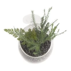 Pflanzenschale Aus Kristallklarem Glas -Qualitätsgeschäft Für Garten Und Outdoor 467961Ep 1 3