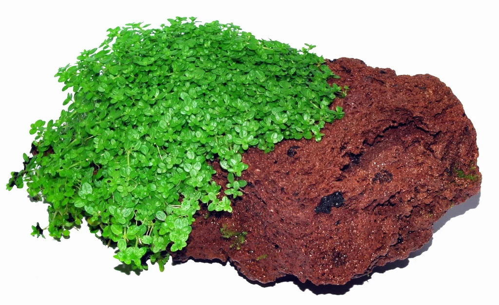 Lavastein Mit KUBA Zwerg-Perlenkraut / Hemianthus Callitrichoides Cuba, Hcc 1 Lavastein Mit KUBA Zwerg-Perlenkraut / Hemianthus Callitrichoides Cuba, Hcc