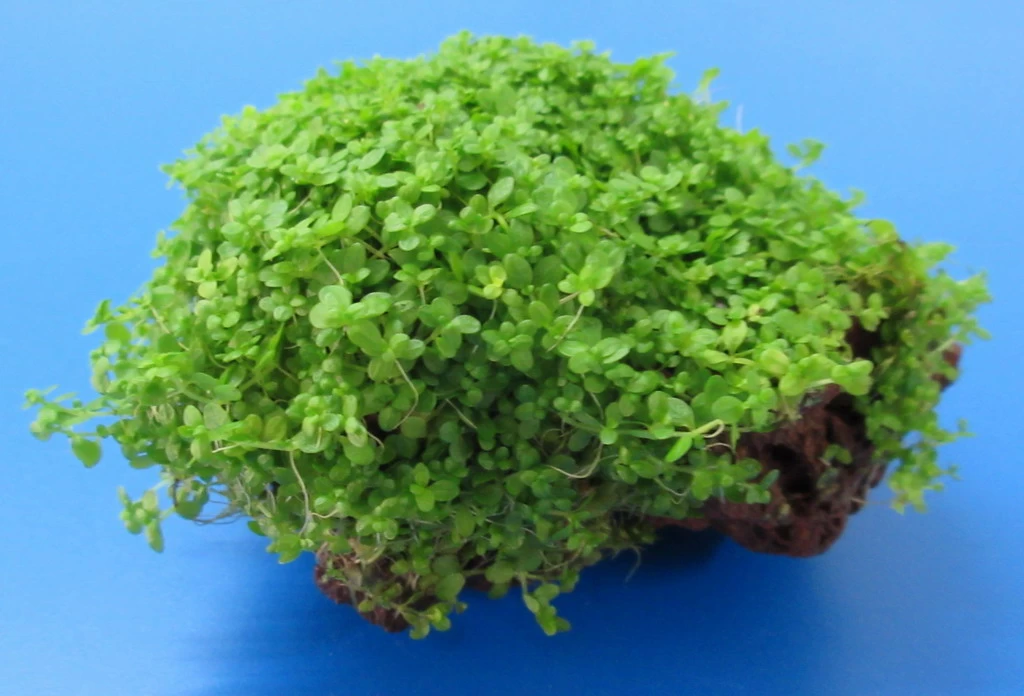 Lavastein Mit KUBA Zwerg-Perlenkraut / Hemianthus Callitrichoides Cuba, Hcc 3 Lavastein Mit KUBA Zwerg-Perlenkraut / Hemianthus Callitrichoides Cuba, Hcc – Bild 3