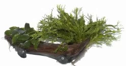 XL-Wurzel + 2 Saugnäpfe Mit Javafarn Windelov Und Anubias Nana