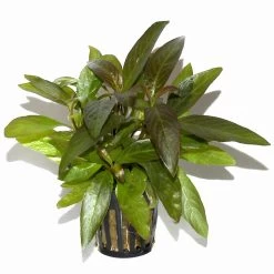 Thailändischer Wasserfreund / Hygrophila Corymbosa 'Siamensis' Im Topf