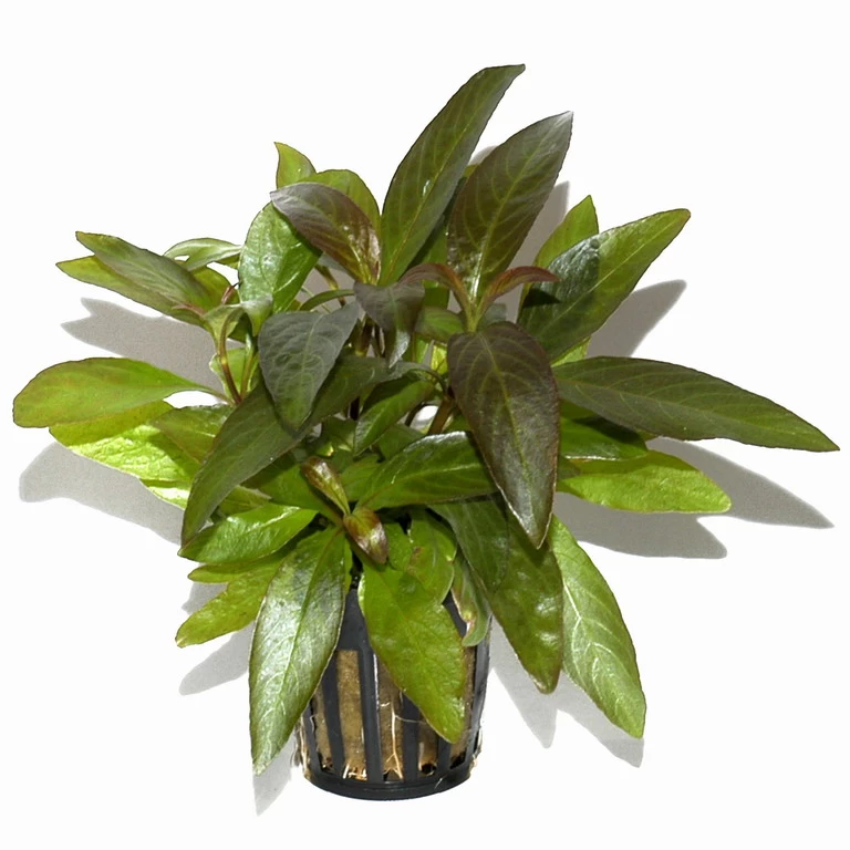 Thailändischer Wasserfreund / Hygrophila Corymbosa 'Siamensis' Im Topf 1 Thailändischer Wasserfreund / Hygrophila Corymbosa 'Siamensis' Im Topf