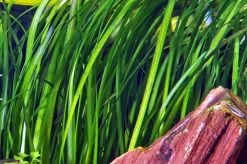 Marmorierte Wasserschraube / Vallisneria Spiralis 'Tiger' Im Topf