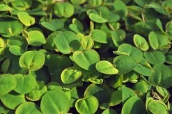 1-2-GROW! Schwimmende Wolfsmilch / Phyllanthus Fluitans Von TROPICA