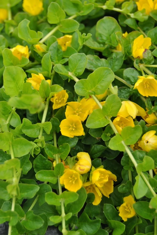 Pfennig-Gilbweiderich - Münzkraut / Lysimachia Nummularia Im 9x9 Cm Topf 1 Pfennig-Gilbweiderich - Münzkraut / Lysimachia Nummularia Im 9x9 Cm Topf