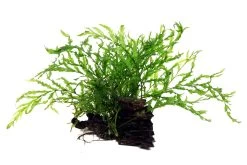 Kongo Wasserfarn Auf Wurzel / Bolbitis Heudelotii Auf Einer Wurzel