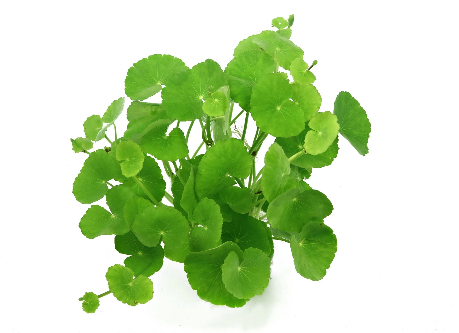 Brasilianischer Wassernabel / Hydrocotyle Leucocephala Im Topf 2 Brasilianischer Wassernabel / Hydrocotyle Leucocephala Im Topf – Bild 2