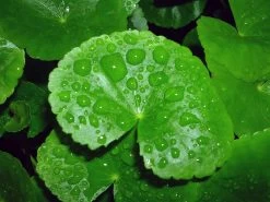 Brasilianischer Wassernabel / Hydrocotyle Leucocephala Im Topf 7 Brasilianischer Wassernabel / Hydrocotyle Leucocephala Im Topf -Qualitätsgeschäft Für Garten Und Outdoor 797DE 1 4