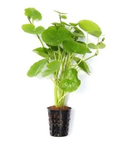 Brasilianischer Wassernabel / Hydrocotyle Leucocephala Im Topf 8 Brasilianischer Wassernabel / Hydrocotyle Leucocephala Im Topf -Qualitätsgeschäft Für Garten Und Outdoor 797DE 1 5