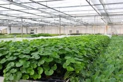 Brasilianischer Wassernabel / Hydrocotyle Leucocephala Im Topf 9 Brasilianischer Wassernabel / Hydrocotyle Leucocephala Im Topf -Qualitätsgeschäft Für Garten Und Outdoor 797DE 1 6