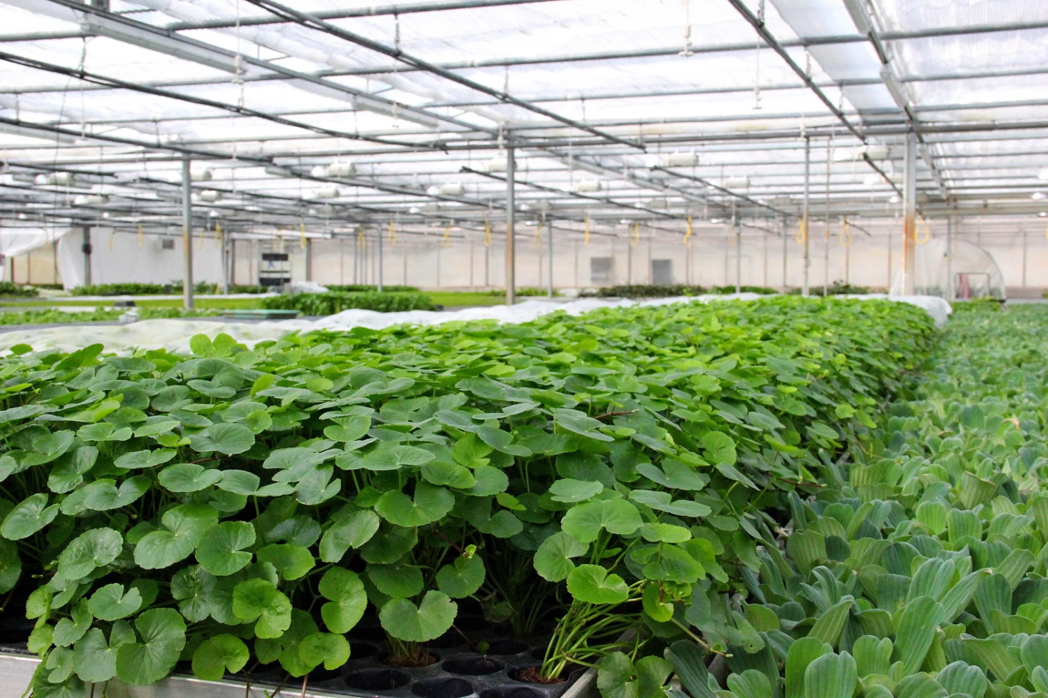 Brasilianischer Wassernabel / Hydrocotyle Leucocephala Im Topf 5 Brasilianischer Wassernabel / Hydrocotyle Leucocephala Im Topf – Bild 5