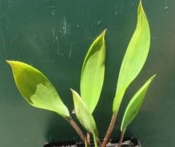 Goldkeule, Gelb / Orontium Aquaticum Im 9x9 Cm Topf