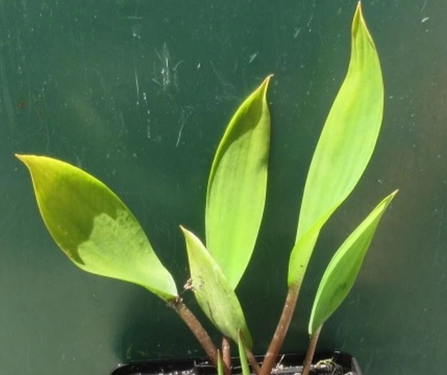 Goldkeule, Gelb / Orontium Aquaticum Im 9x9 Cm Topf 1 Goldkeule, Gelb / Orontium Aquaticum Im 9x9 Cm Topf