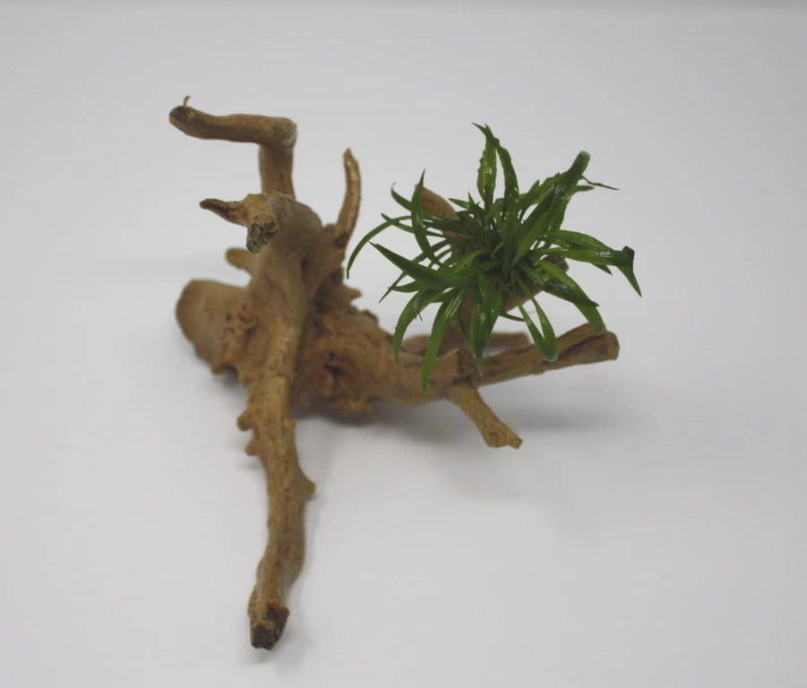 Weisslicher Wasserkelch-Spiderwood / Künstliche Nano-Moorwurzel Mit Cryptocoryne Costata Albida Rot 1 Weisslicher Wasserkelch-Spiderwood / Künstliche Nano-Moorwurzel Mit Cryptocoryne Costata Albida Rot