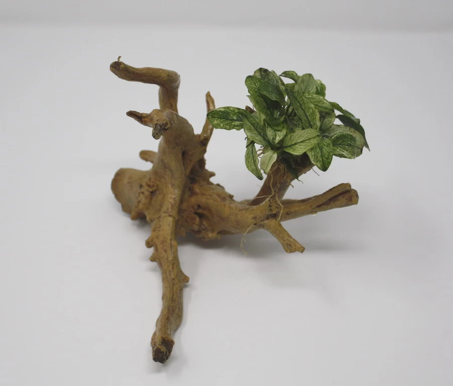 Geschecktes Zwergspeerblatt-Spiderwood / Künstliche Nano-Moorwurzel Mit Anubias Nana ´Pinto´ 1 Geschecktes Zwergspeerblatt-Spiderwood / Künstliche Nano-Moorwurzel Mit Anubias Nana ´Pinto´
