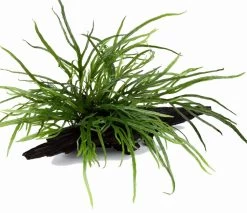 Wurzel Mit Trident Javafarn / Microsorum Pteropus Trident