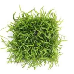 Lilaeopsis Brasiliensis Pad / Brasilianische Graspflanze - Dichte Matte 9 X 9 Cm