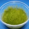 XL In-Vitro Kriechendes Stumpfdeckelmoos (Nano Moss) / Amblystegium Serpens Im Moos XL-Cup