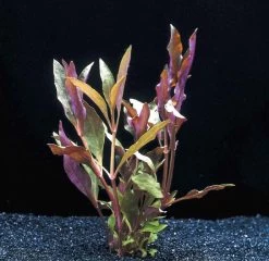 MUTTERPFLANZE Rosablättriges Papageienblatt / Alternanthera Reineckii PINK - Roseafolia -Qualitätsgeschäft Für Garten Und Outdoor B006PP 1 3