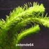 Dichtblättrige Oder Argentinische Wasserpest / Egeria Densa
