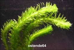 Dichtblättrige Oder Argentinische Wasserpest / Egeria Densa