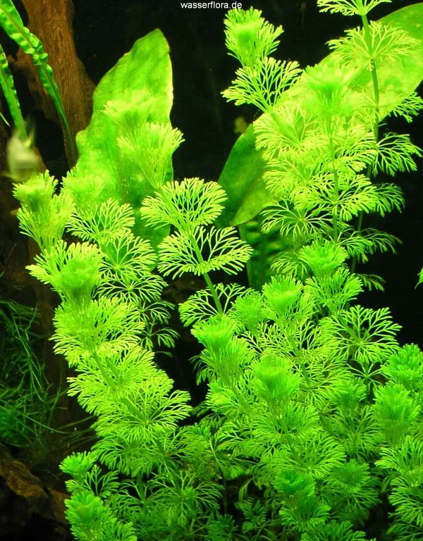 Kleine Ambulia - Blütenstielloser Sumpffreund / Limnophila Sessiliflora 1 Kleine Ambulia - Blütenstielloser Sumpffreund / Limnophila Sessiliflora