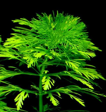 Kleine Ambulia - Blütenstielloser Sumpffreund / Limnophila Sessiliflora 2 Kleine Ambulia - Blütenstielloser Sumpffreund / Limnophila Sessiliflora – Bild 2