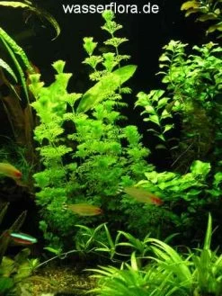 Kleine Ambulia - Blütenstielloser Sumpffreund / Limnophila Sessiliflora 5 Kleine Ambulia - Blütenstielloser Sumpffreund / Limnophila Sessiliflora -Qualitätsgeschäft Für Garten Und Outdoor B056PP 1 3
