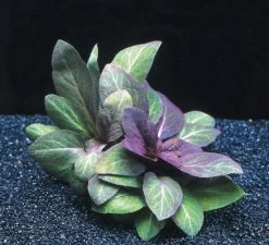 Kardinalslobelie / Lobelia Cardinalis