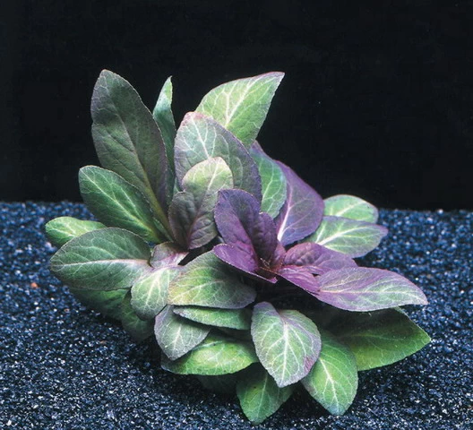 Kardinalslobelie / Lobelia Cardinalis 1 Kardinalslobelie / Lobelia Cardinalis