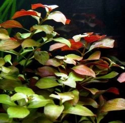 Rote Ludwigia / Ludwigia Repens Im Topf