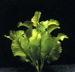 Japanische Teichrose - Seemummel / Grüne Nuphar Japonica Eine RARITÄT!